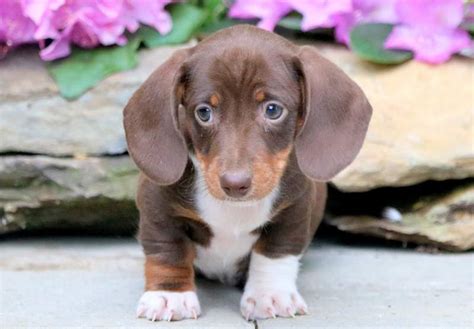 miniature dachshund puppies for sale in illinois